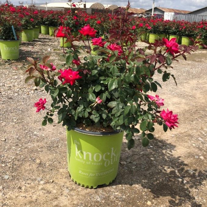 Rosa 'Radtko' PP 16,202 ~ Rosa Double Knock Out®