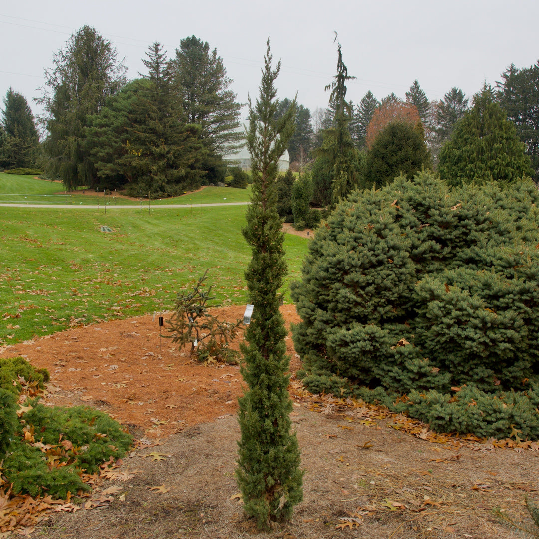 Juniperus chinensis 'Trautman' ~ Trautman Juniper