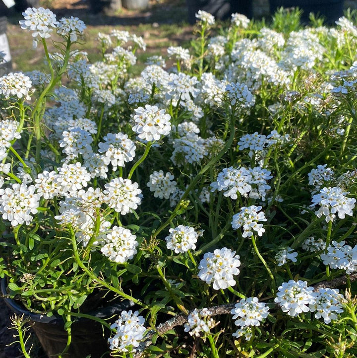 Iberis sempervirens 'Alexander's White' ~ Alexander's White Candytuft