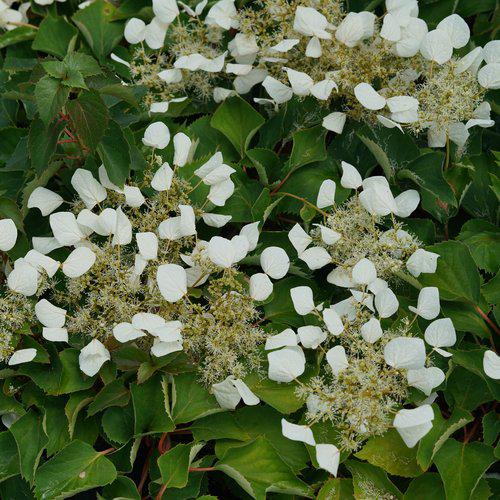 Schizophragma hydrangeoides 'Minsnow3' ~ Flirty Girl™ False Hydrangea-Vine