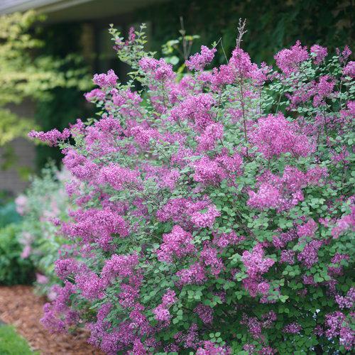 Syringa x 'SMSJBP7' ~ Bloomerang® Lila Púrpura Oscuro