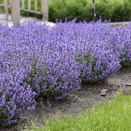 Nepeta x faassenii ‘Cat’s Pajamas’ ~ Cat's Pajamas Catmint