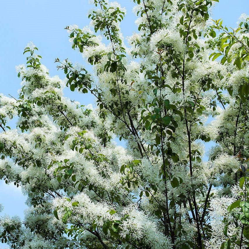 Chionanthus retusus 'Tokyo Tower' ~ Tokyo Tower Fringe Tree