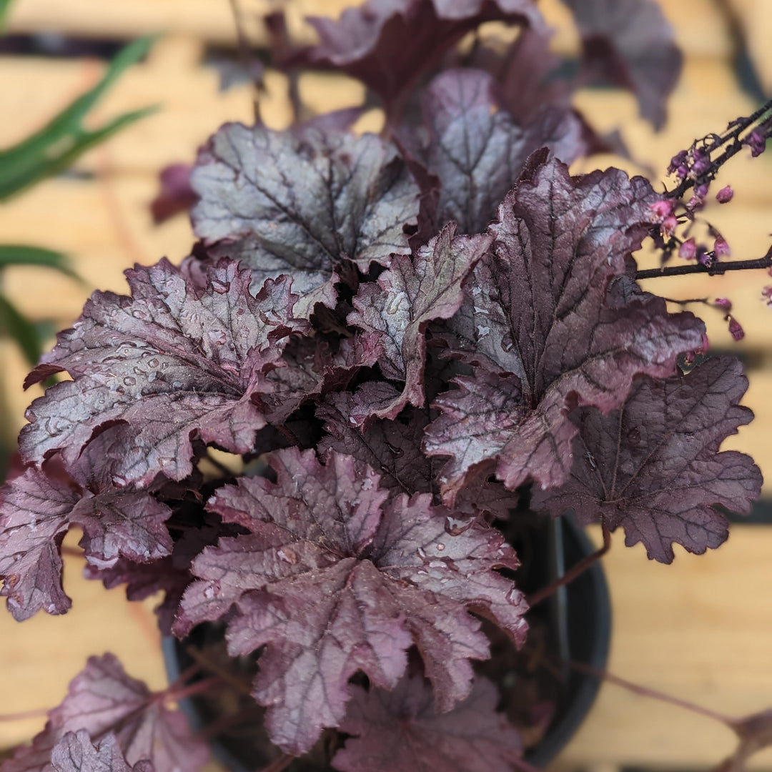 Heuchera 'Grape Expectations' ~ Grape Expectations Coral Bells