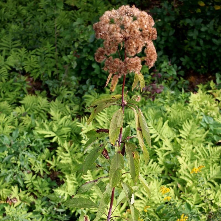 Eupatoriadelphus fistulosa ~ Hollow Stem Joe Pye Weed