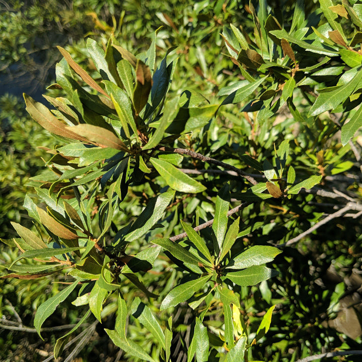 Myrica cerifera ~ Southern Wax Myrtle