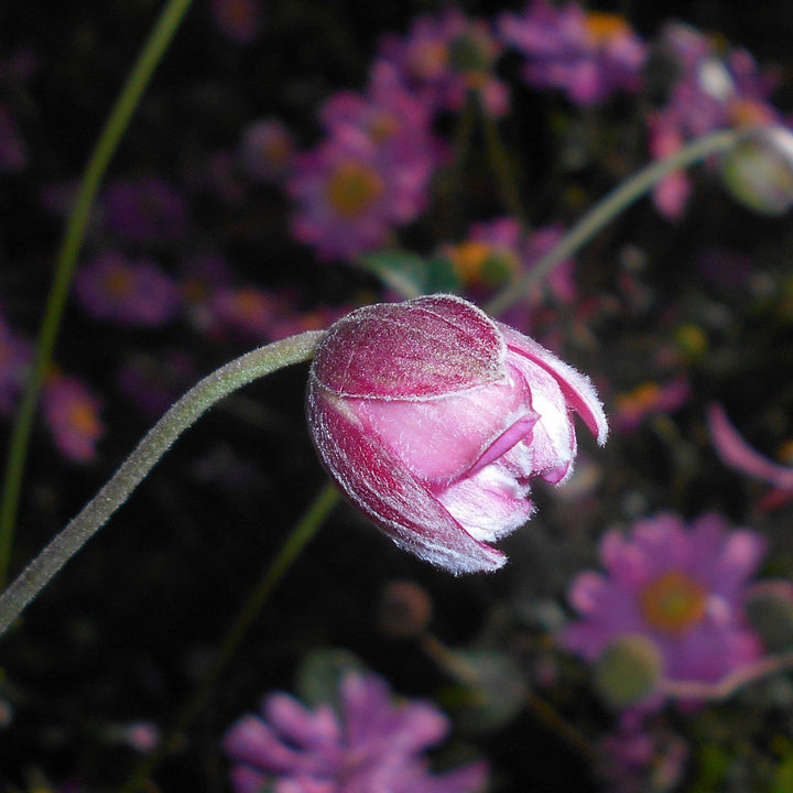 Anemone hupehensis var. japonica 'Pamina' ~ Pamina Japanese Anemone