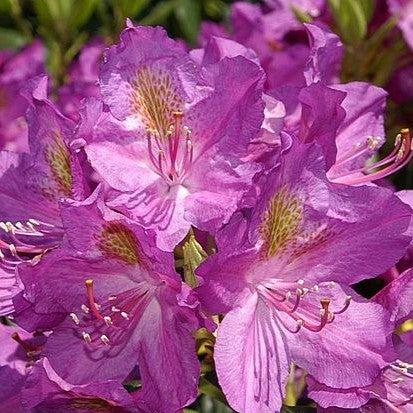 Rododendro x 'Lee's Dark Purple' ~ Rododendro morado oscuro de Lee
