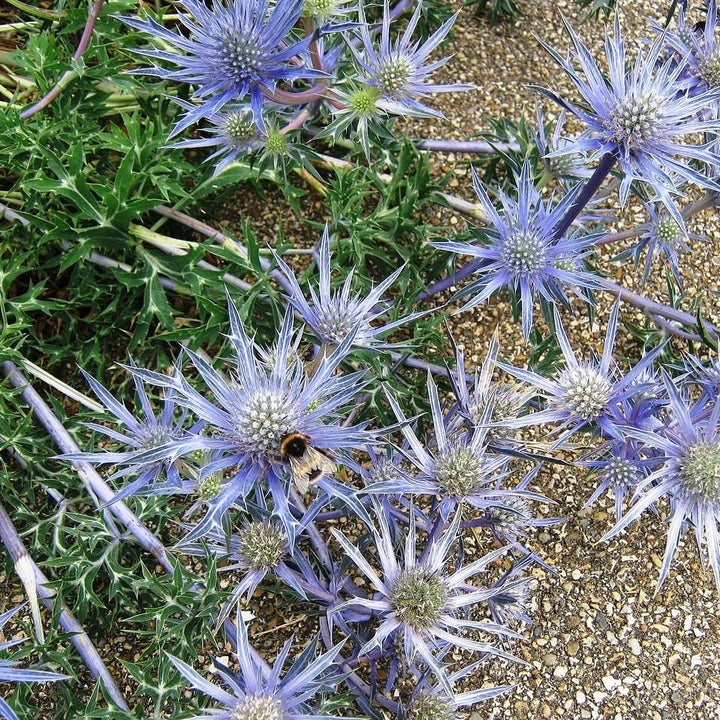 Eryngium planum 'Blue Hobbit' ~ Blue Hobbit Sea Holly