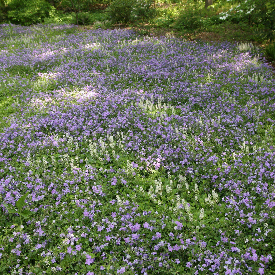 Phlox stolonifera 'Sherwood Purple' ~ Sherwood Purple Creeping Phlox