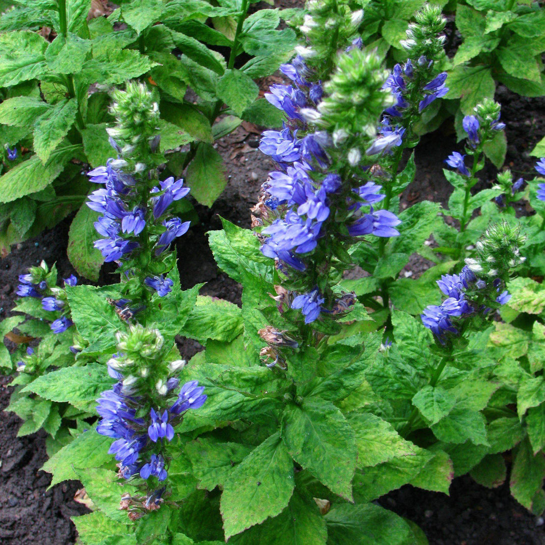 Lobelia siphilitica ~ Blue Cardinal Flower