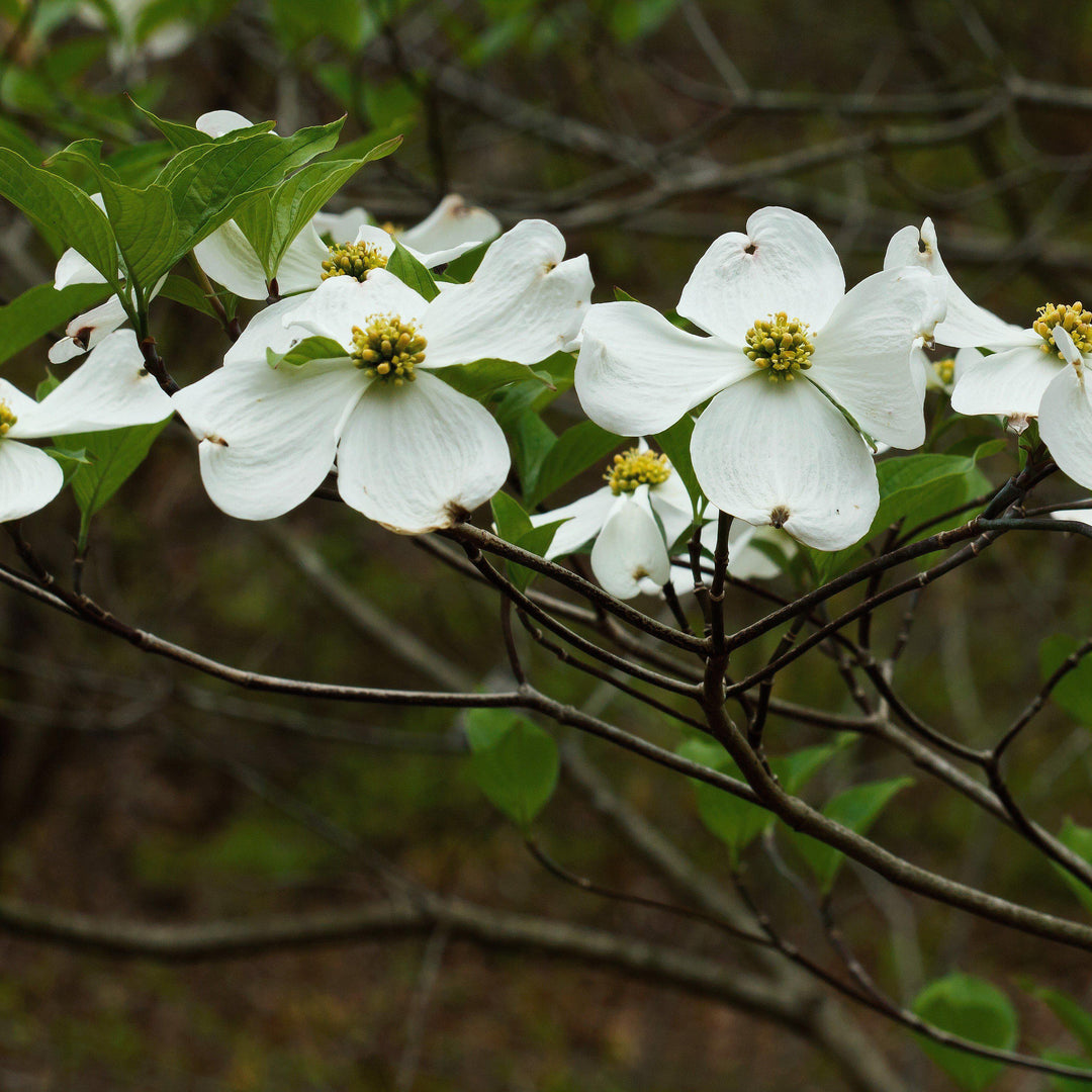 Cornus Florida 'Jeans Appalachian Snow' ~ Appalachian Snow Dogwood