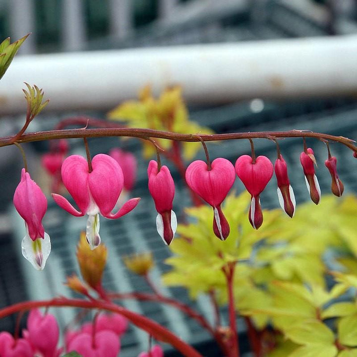 Dicentra spectabilis 'Gold Heart' ~ Gold Heart Bleeding Heart