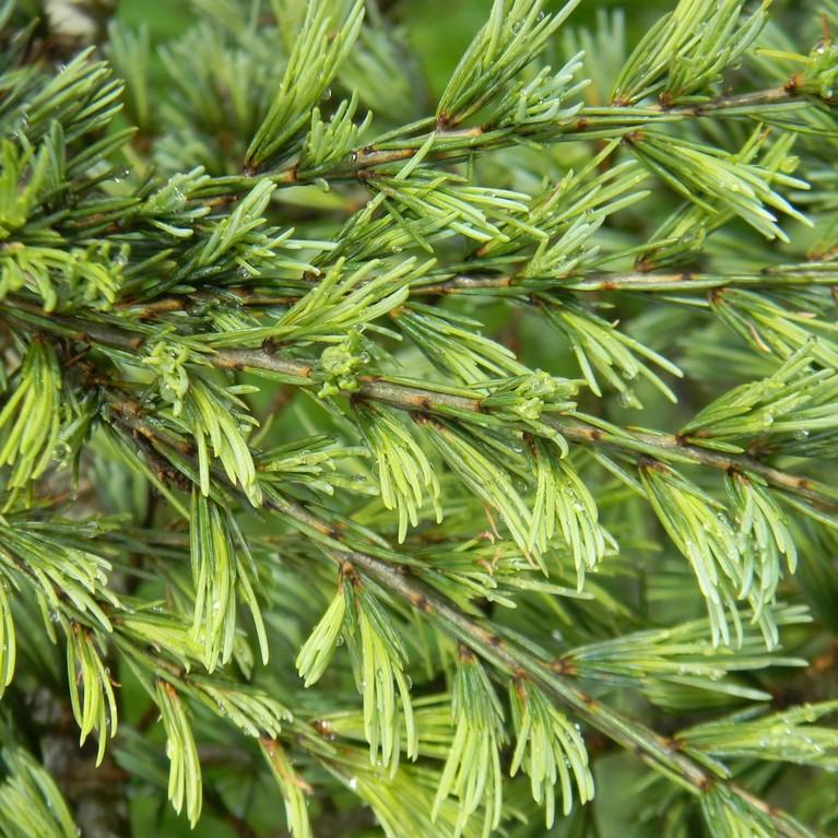 Cedrus deodara 'Karl Fuchs' ~ Karl Fuchs Deodar Cedar, Himalayan Cedar