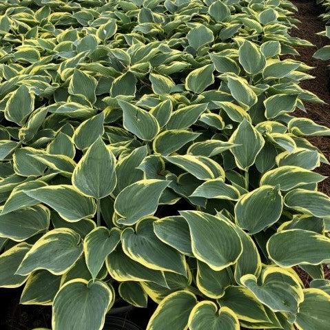 Hosta 'First Frost' ~ First Frost Hosta