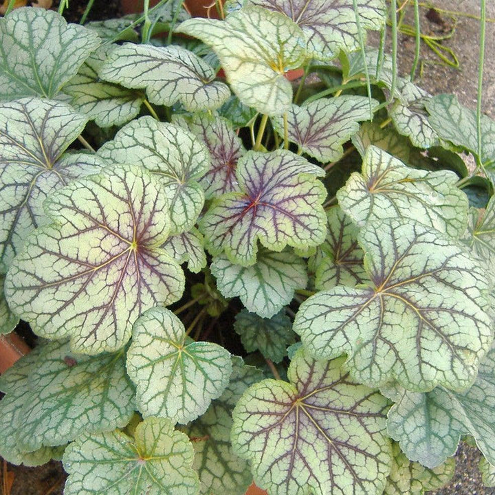 Heuchera americana 'Green Spice' ~ Green Spice Coral Bells