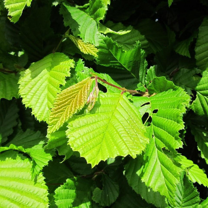 Carpinus betulus 'Frans Fontaine' ~ Frans Fontaine Hornbeam