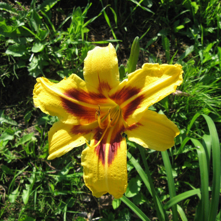 Hemerocallis 'Bonanza' ~ Bonanza Daylily