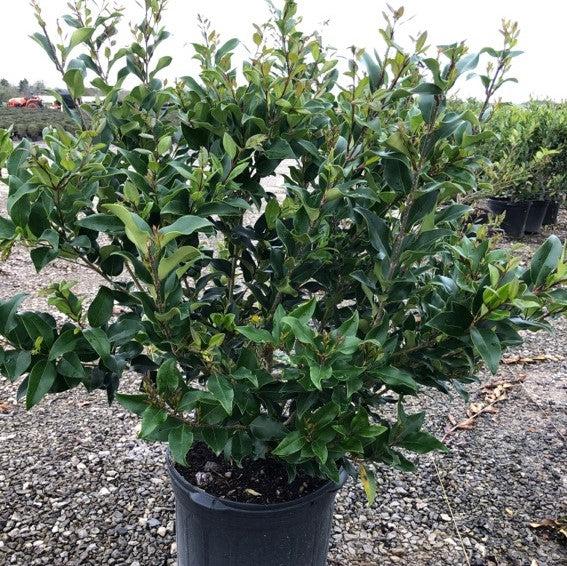 Ligustrum japonicum 'Recurvifolium' ~ Recurve Ligustrum