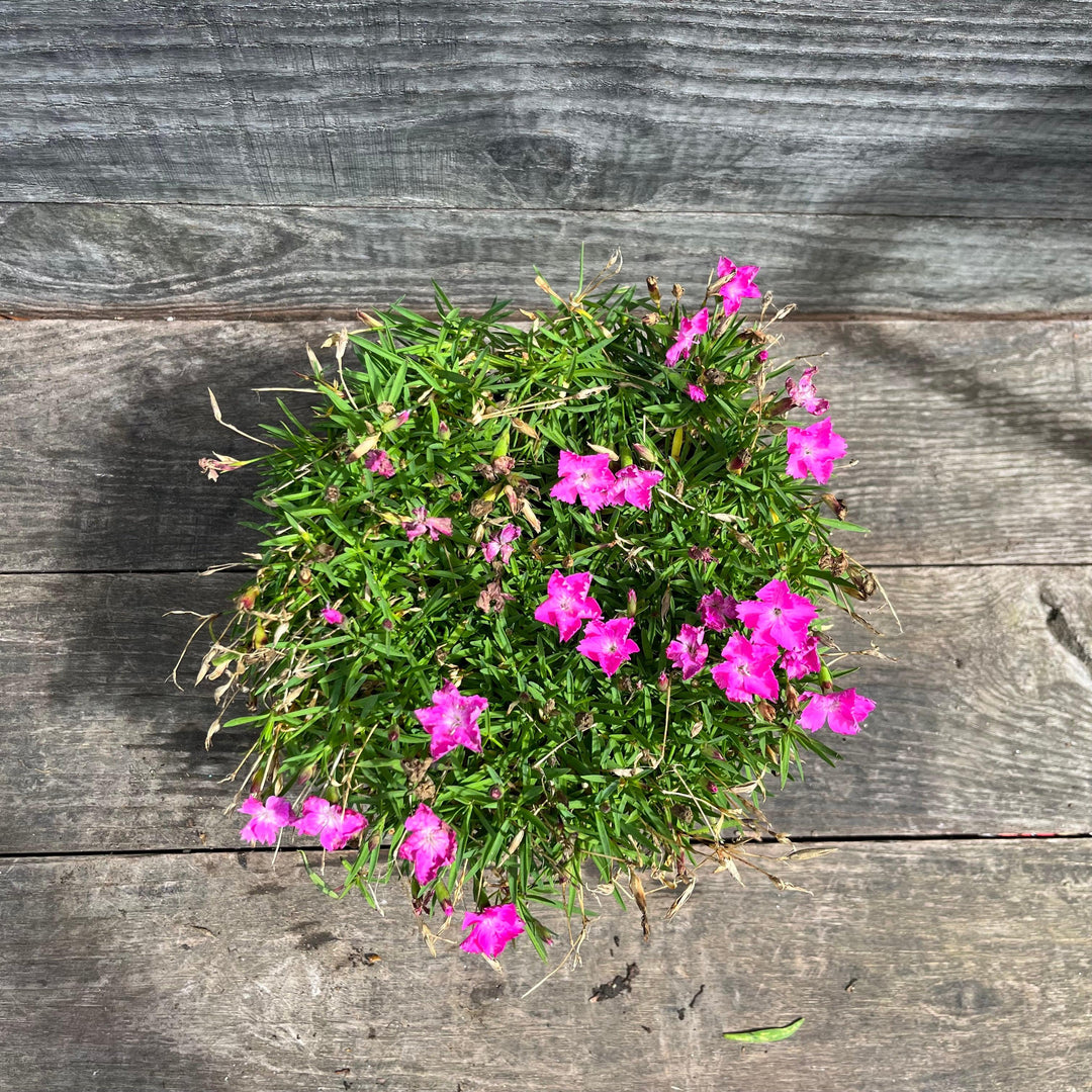 Dianthus gratianapolitanus 'Firewitch' ~ Firewitch Dianthus, Cheddar Pink