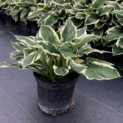 Hosta 'Patriot' ~ Patriot Hosta