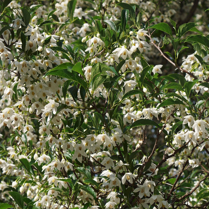 Styrax japonicus 'Snowcone' ~ Snowcone Japanese Snowbell