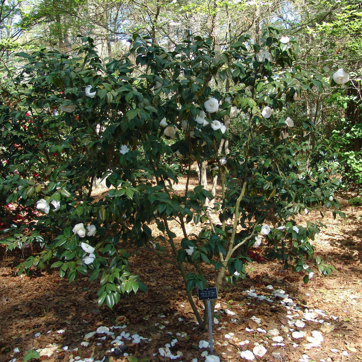 Camellia japonica 'White By The Gate' ~ White By The Gate Camellia