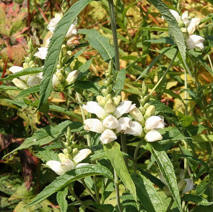 Chelone glabra ~ White Turtlehead