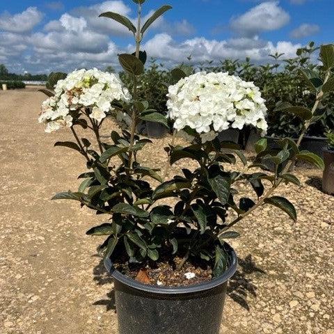 Viburnum macrocephalum ~ Viburnum bola de nieve chino