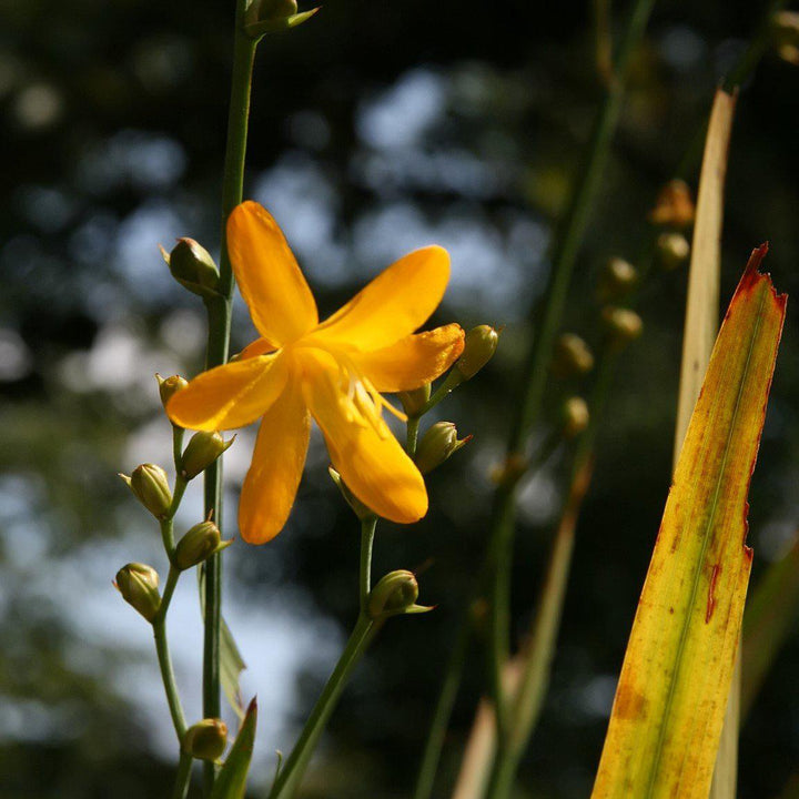 Crocosmia 'Norwich Canary' ~ Norwich Canary Crocosmia