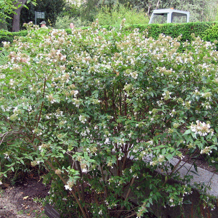 Abelia x grandiflora ~ Abelia brillante