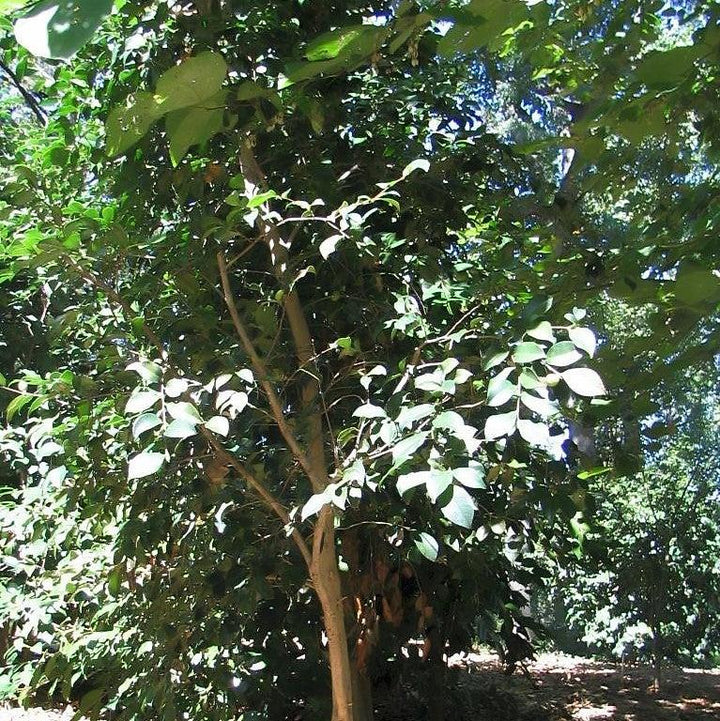 Zelkova serrata ‘Musashino’ ~ Musashino Zelkova