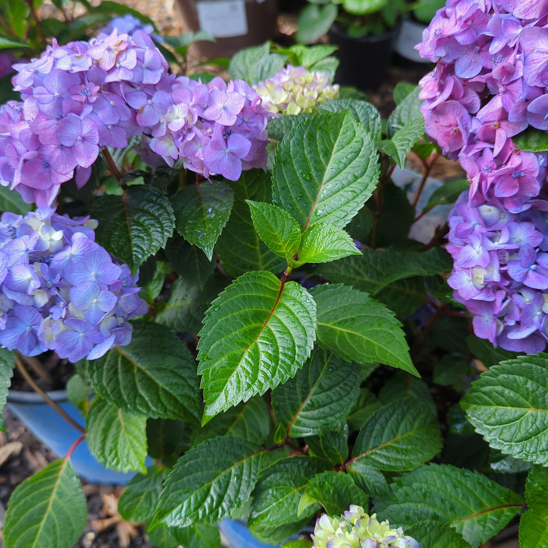 Hydrangea macrophylla 'P11HM-11' ~ Endless Summer® Bloomstruck® Hydrangea