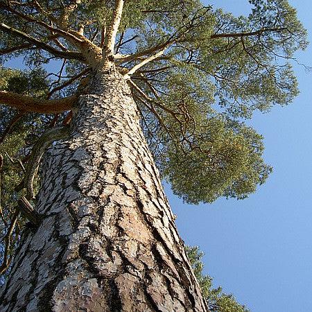 Pinus sylvestris ~ Scotch Pine