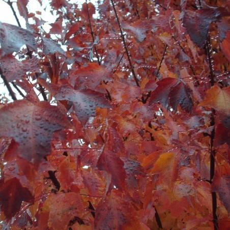 Acer x freemanii 'Jeffersred' ~ Autumn Blaze Freeman Red Maple