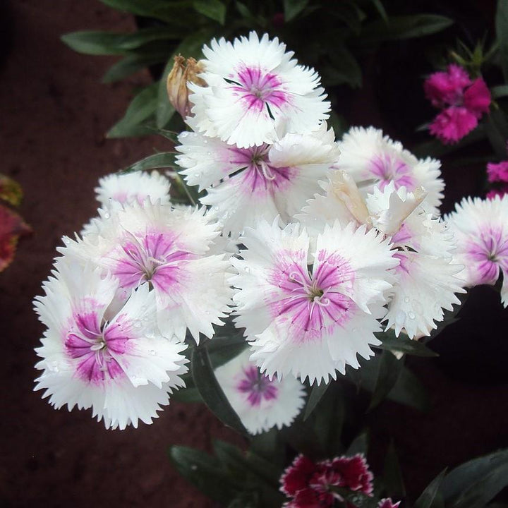 Dianthus x 'KLEDG14174' ~  EverLast™ White+Eye Dianthus