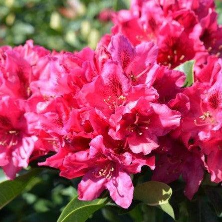 Rhododendron 'Nova Zembla' ~ Nova Zembla Rhododendron