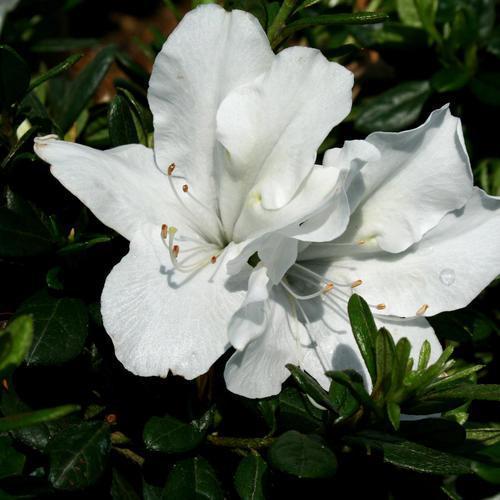 Rododendro x 'RLH1-3P3' ~ Azalea blanca que vuelve a florecer Bloom-A-Thon®