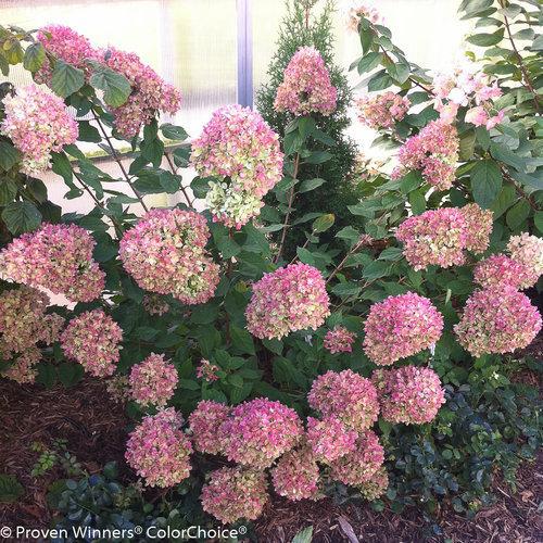 Hydrangea paniculata 'Jane' PP22,330 ~ Proven Winners® Little Lime® Hydrangea