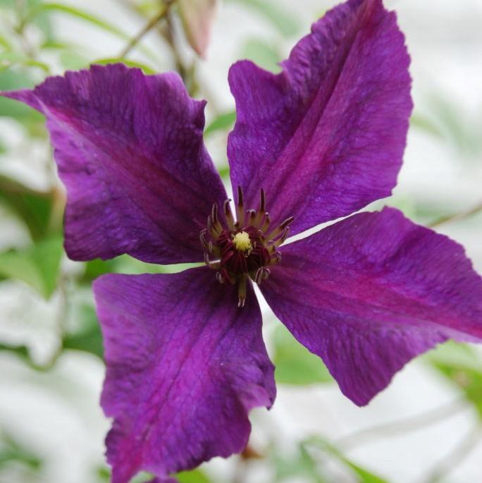 Clematis viticella 'Polish Spirit' ~ Polish Spirit Clematis