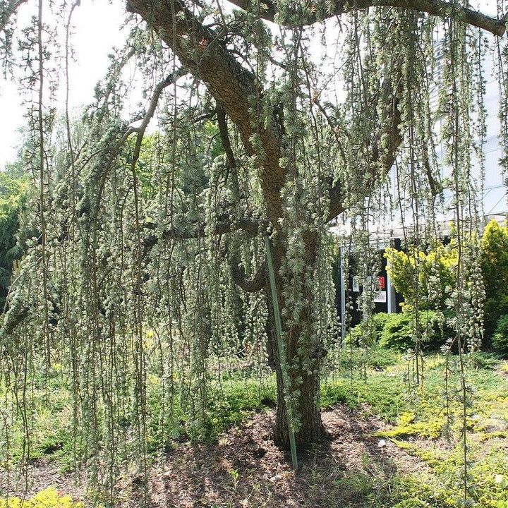 Cedrus atlantica 'Glauca Pendula' ~ Weeping Blue Atlas Cedar