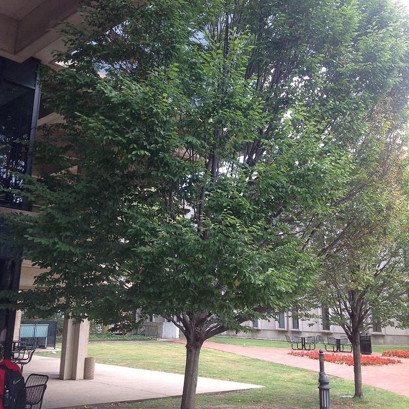 Carpinus caroliniana ~ American Hornbeam, Musclewood