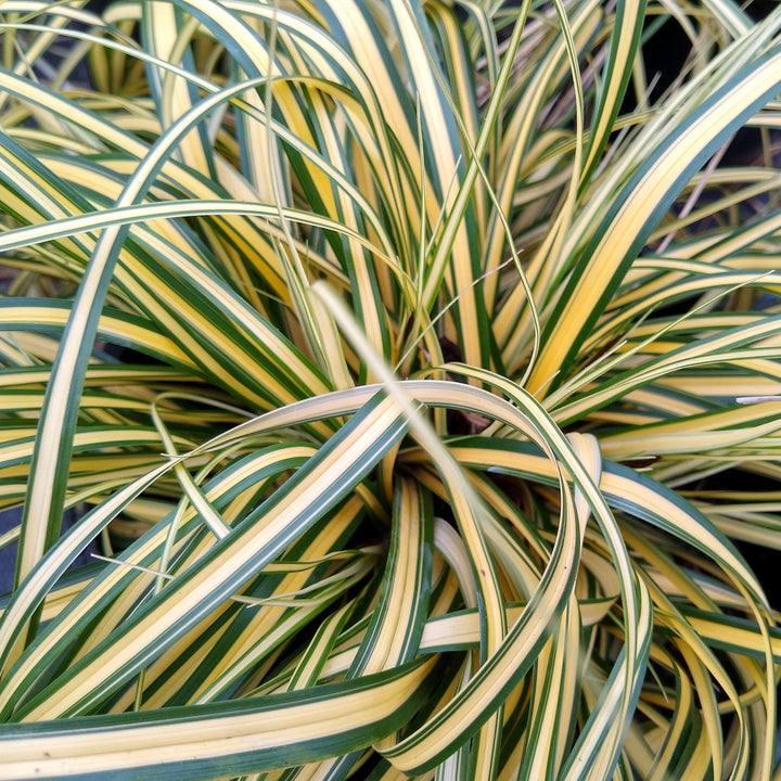 Carex oshimensis 'Everoro' PP23406 ~ EverColor® Everoro Sedge