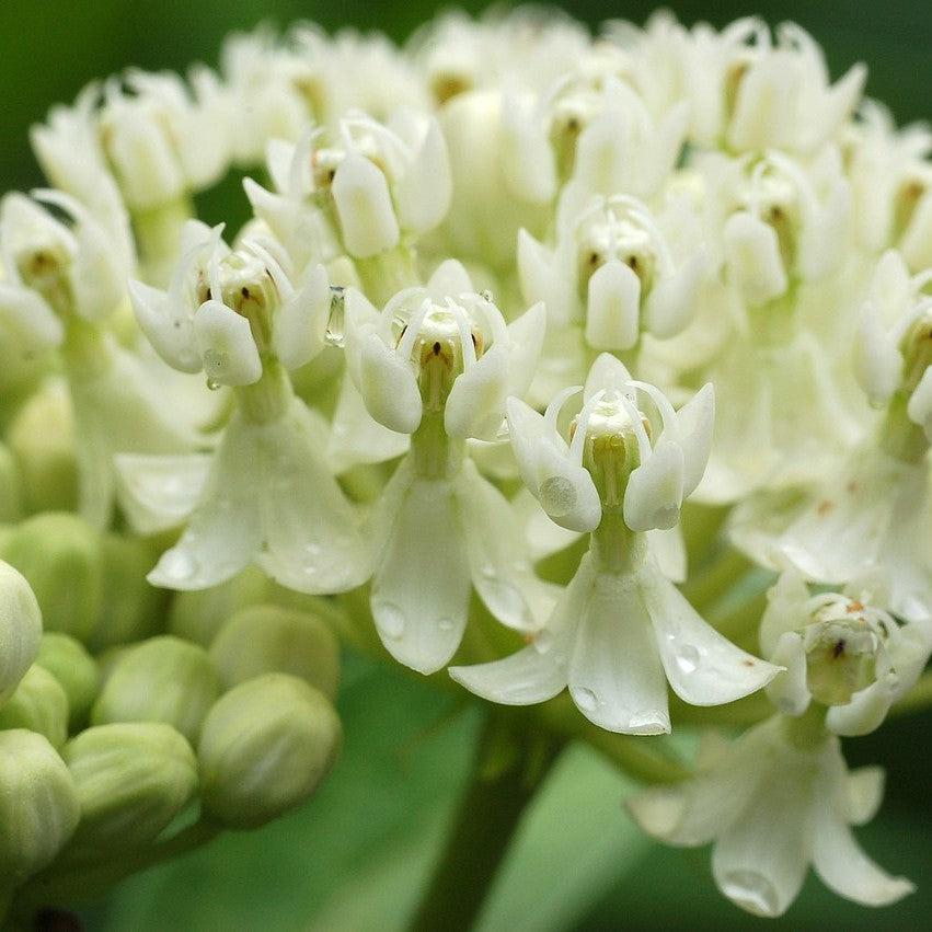 Asclepias incarnata 'Ice Ballet' ~ Ice Ballet Swamp Milkweed