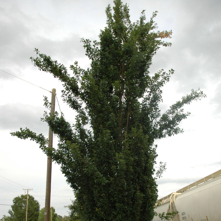 Quercus robur x bicolor ‘Long’ ~ Regal Prince® Oak