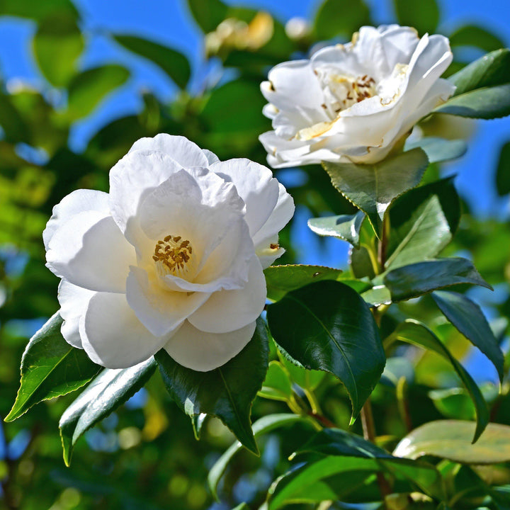 Camellia japonica 'Victory White' ~ Victory White Camellia