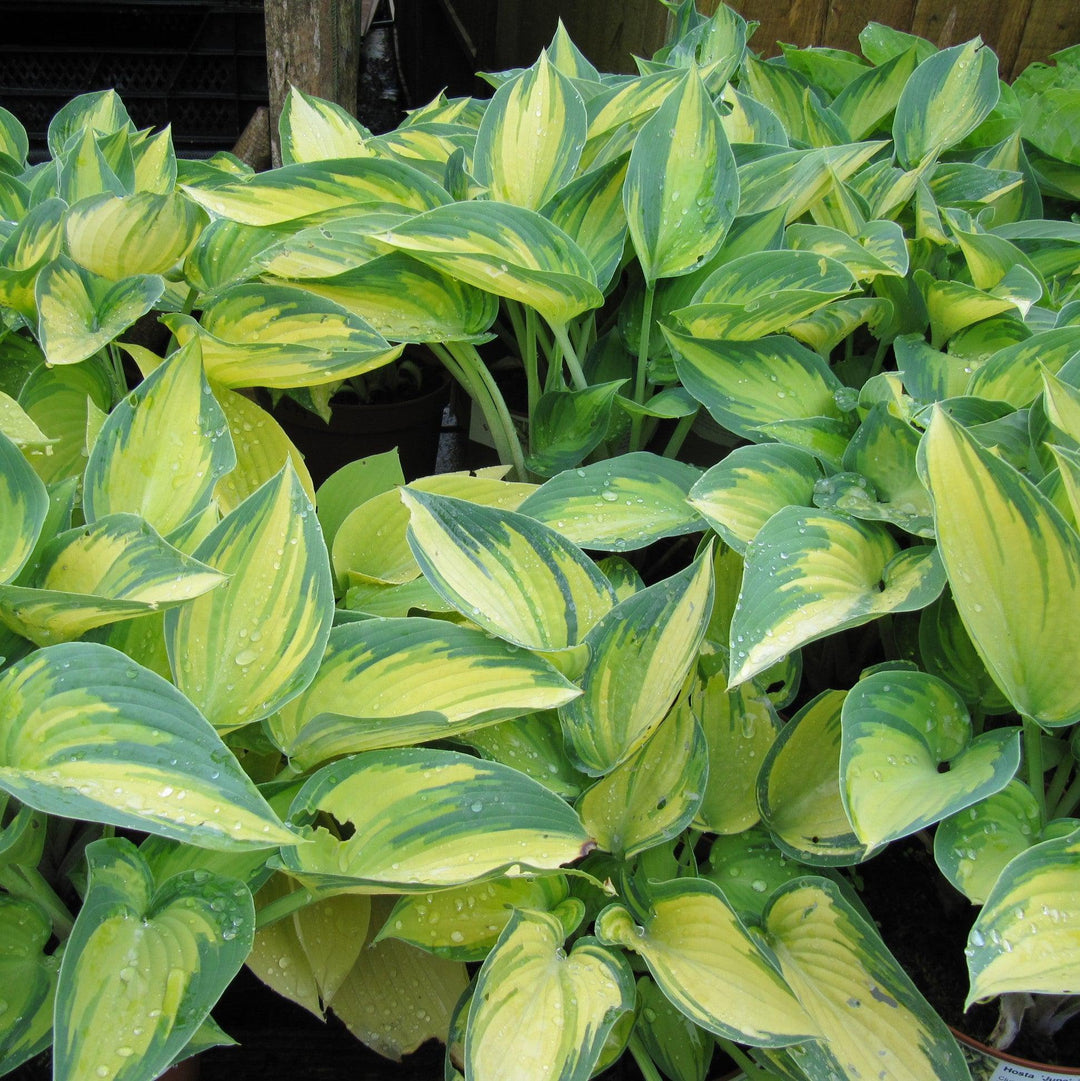 Hosta 'June' ~ June Hosta