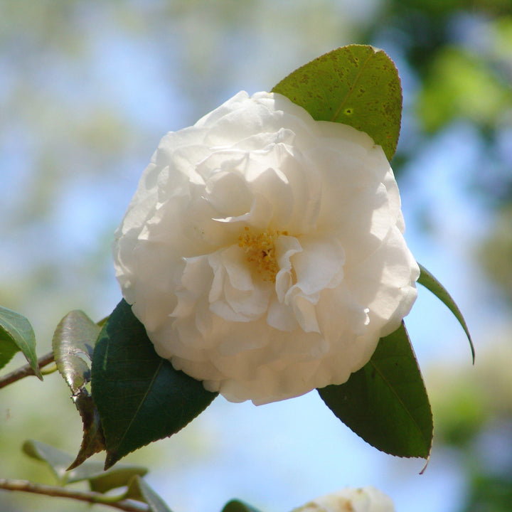 Camellia japonica 'Blanco junto a la puerta' ~ Blanco junto a la puerta Camellia