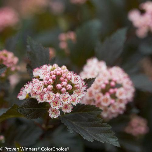 Physocarpus opulifolius 'Seward' ~ Summer Wine® Ninebark