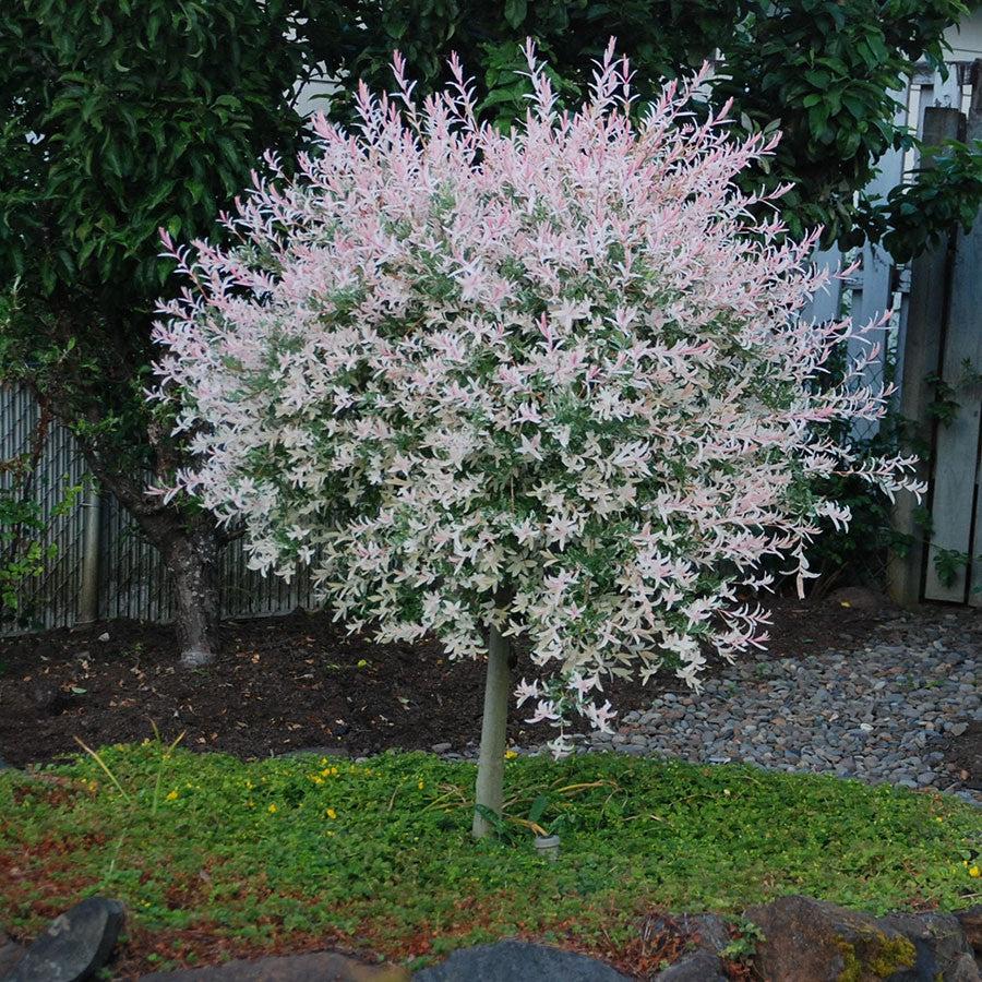 Dapple Tree Salix integra 'Hakuro Nishiki' ~ Dappled Willow – JTSOP Farms